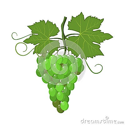 Fresh bunch of grapes purple Vector Illustration