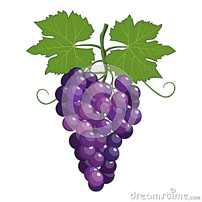 Fresh bunch of grapes purple Vector Illustration