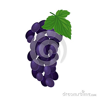 Fresh Bunch of Purple Grapes Isolated on White Background Vector Element Vector Illustration