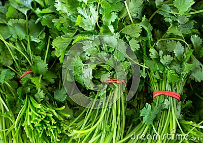 Fresh Bunches of Cilantro at a local outdoor market Stock Photo