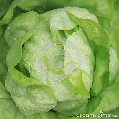 Fresh Butterhead Lettuce on the Field Stock Photo