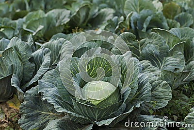 Fresh cabbage harvest Stock Photo