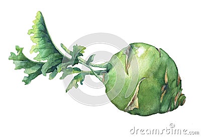 Fresh cabbage kohlrabi with green leaves Cartoon Illustration