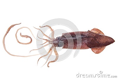 Fresh calamari meal. Raw squid seafood Stock Photo