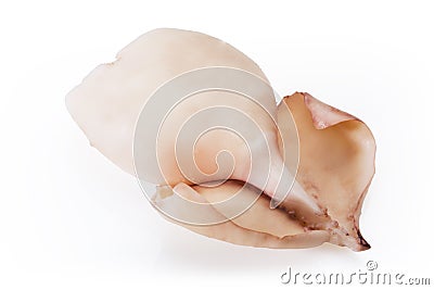 Fresh calamary Stock Photo