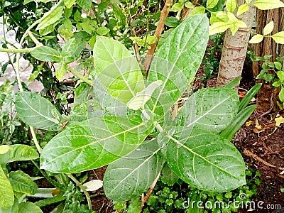 Fresh Calotropis gree leaf s Stock Photo