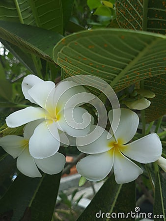 Fresh Cambodian flowers Stock Photo