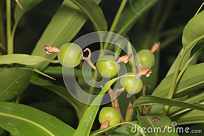 fresh cardamom Stock Photo