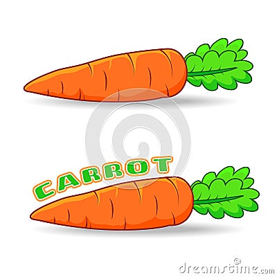 FRESH CARROT Vector Illustration