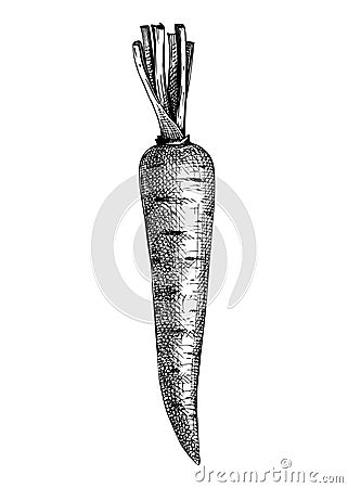 Fresh carrot sketch. Summer garden vegetable. Organic food drawing. Hand-sketched carrot vector illustration. Raw cultivated root Vector Illustration
