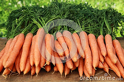 Fresh carrots Stock Photo