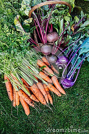 Fresh carrots, beetroot, kohlrabi cabbage. Composition with raw organic vegetables Stock Photo