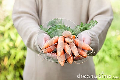 Fresh carrots Stock Photo