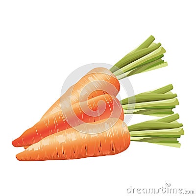 Fresh carrots vegetables healthy icons Vector Illustration