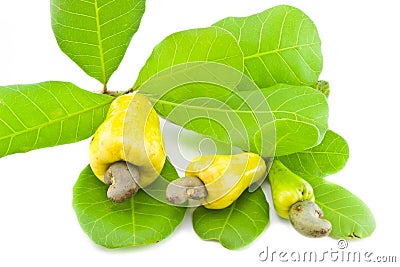 Fresh Cashew Nut Stock Photo