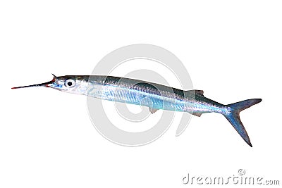 Fresh caught garfish Stock Photo