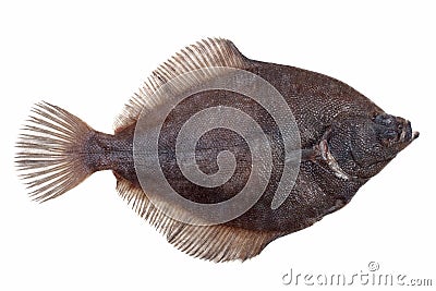 Fresh caught plaice Stock Photo