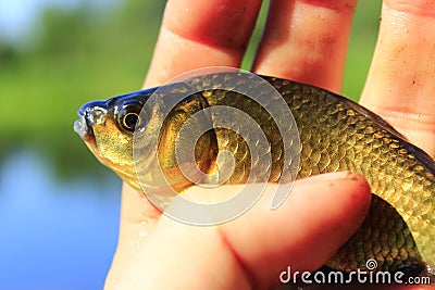 Prussian carp in the hand Stock Photo