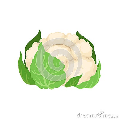 Fresh cauliflower concept. Vegetarianism and organic food. Vector Illustration