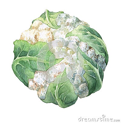 Fresh cauliflower with green leaves. Cartoon Illustration