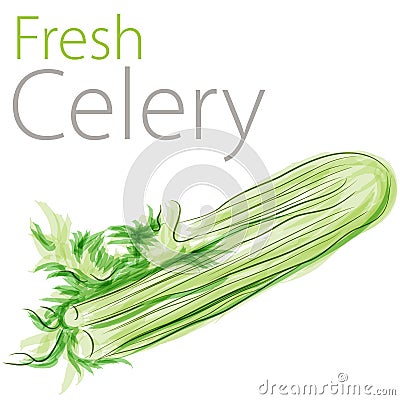 Fresh Celery Vector Illustration