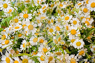 Fresh Chamomile flower white and yellow background Stock Photo