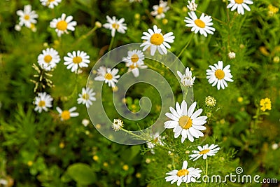 Fresh Chamomille flowers which can be used for tea infusions to help to relief stomach aches Stock Photo