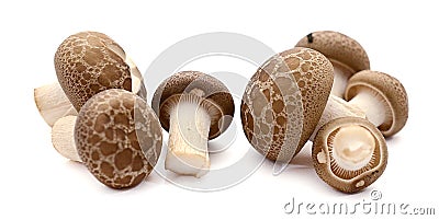 Fresh champignon mushrooms on white background. Stock Photo