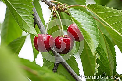 Fresh Cherries on branch. Stock Photo