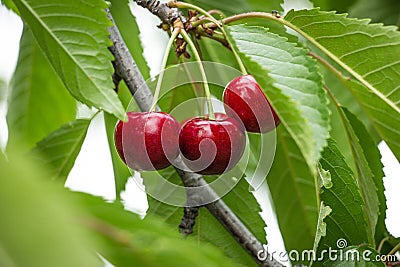 Fresh Cherries on branch. Stock Photo