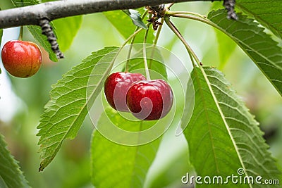 Fresh Cherries on branch. Stock Photo