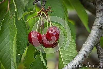 Fresh Cherries on branch. Stock Photo