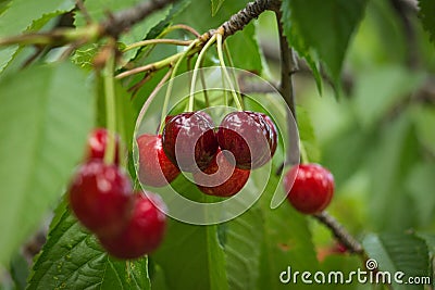 Fresh Cherries on branch. Stock Photo