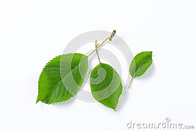 Fresh cherry leaves Stock Photo