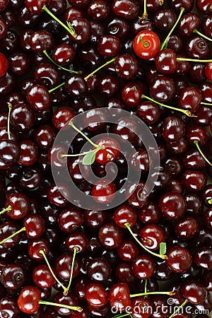 Fresh cherry pattern. Fruit background. Wallpaper for health food store. Stock Photo