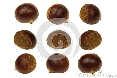 Fresh chestnut isolated 360 Degrees Concept Stock Photo
