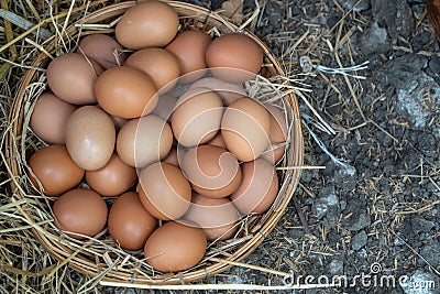 Fresh chicken eggs in the basket on the ground after farmers collect eggs from the farm. Concept of Non-toxic food Stock Photo
