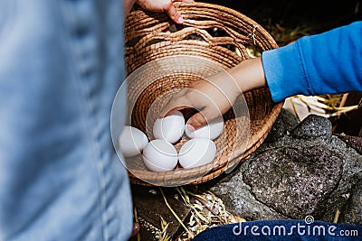 Fresh chicken eggs in a wicker basket, which Latin child farmers collect from chicken farms in Mexico Latin America Stock Photo