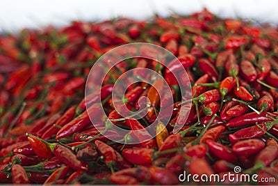 Fresh chili peppers paprika Spices Cuisine peri peri piri piri bright red colour Stock Photo