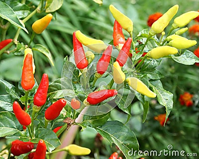 Fresh Chillies Stock Photo