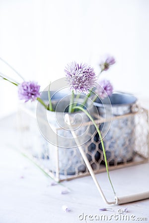 Fresh chive blossoms in a vase Stock Photo