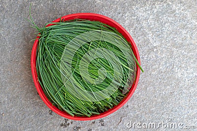 Fresh chive. Chopped chives in red bowl. Fresh green edible herb of Allium schoenoprasum. Stock Photo