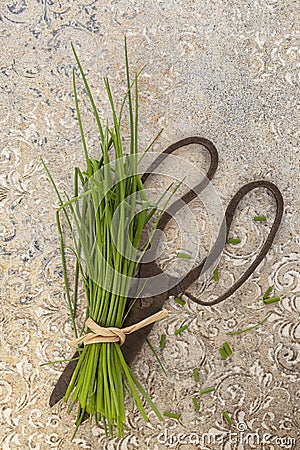 Fresh chive and scissors Stock Photo