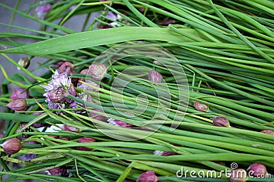 Fresh Chives Stock Photo