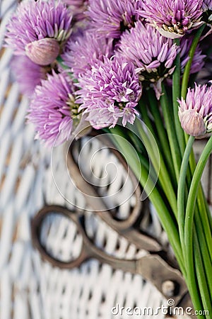 Fresh chives flower Stock Photo