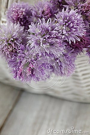 Fresh chives flower Stock Photo