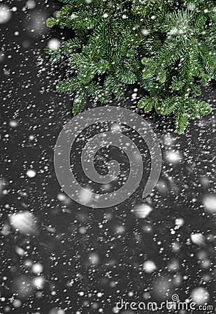 Christmas tree branches Winter holidays background falling snow Stock Photo