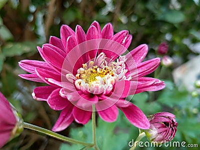 Fresh Chrysanthemums Pink two flower with small Stock Photo