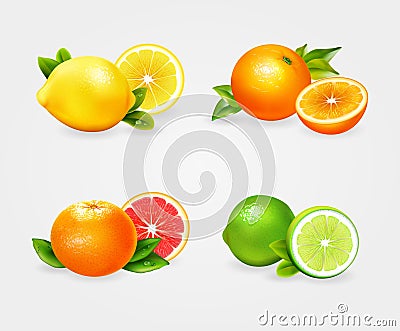 Fresh citric fruit vector set Vector Illustration