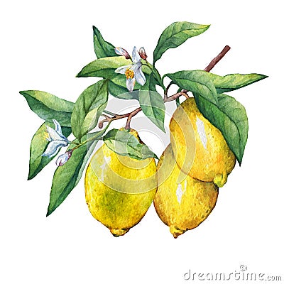 Fresh citrus fruit lemon on a branch with fruits, green leaves, buds and flowers. Stock Photo